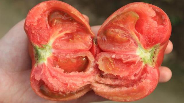 草莓口味？巧克力口味？天價(jià)西紅柿真這么好吃嗎？