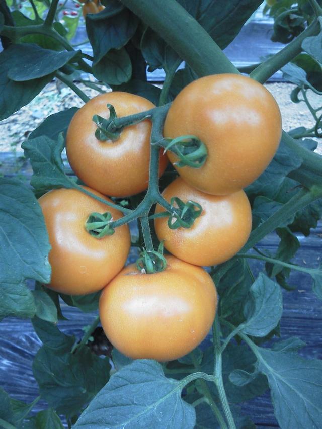 草莓口味？巧克力口味？天價(jià)西紅柿真這么好吃嗎？